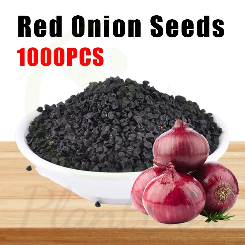 Benih Bawang Merah  Onion Red  Bawang Bombay Merah Seeds
