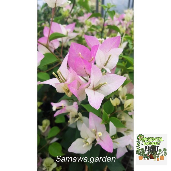 Tanaman hias bugenvil bunga kertas tanaman hidup ID bambino majik