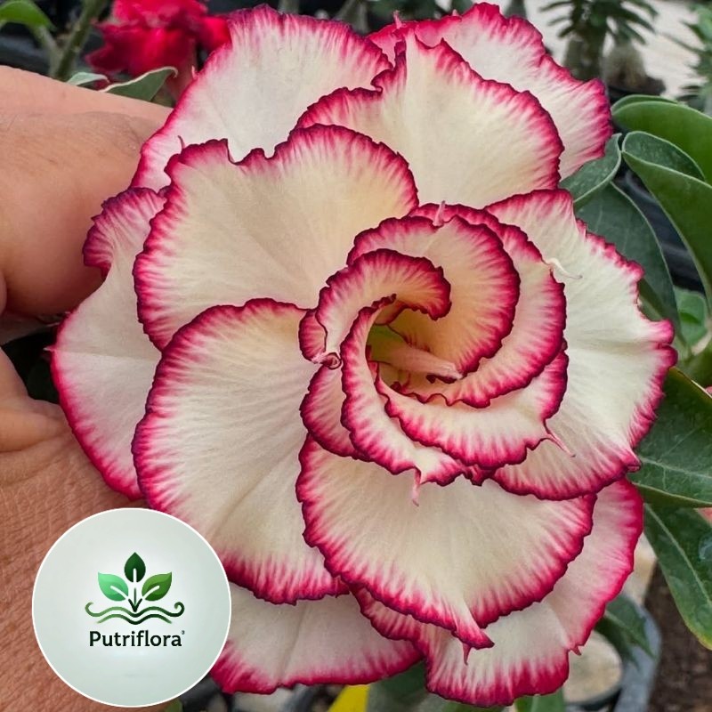 TERMURAH BISA COD.TANAMAN HIAS ADENIUM BUNGA TUMPUK BUNGA PUTIH LADYR-//ADENIUM CABANG SERIBU BUNGA 