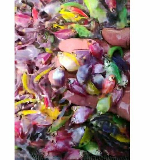 permen fish tetra neon / ikan fish neon tetra / ikan warna warni / ikan hias neon tetra fish FISHFAR