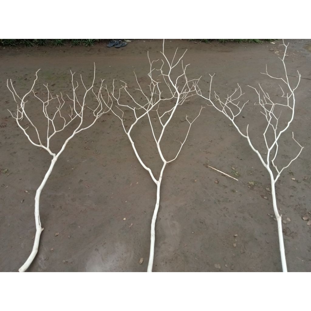 Ranting Pohon Dekorasi Alami Ranting Hias Kayu Dekorasi