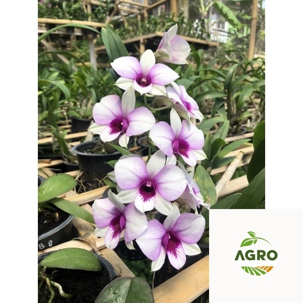 Anggrek berbunga spike Dendrobium Thailand Apicart Rainbow