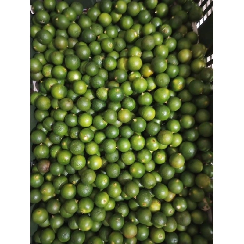 Jeruk Kunci/Jeruk Kasturi/Jeruk Sonkit/Lemon Cina/Lemon Cui/Jeruk Kalimansi