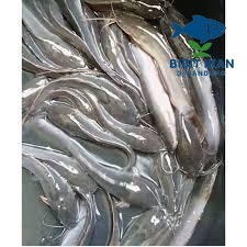 Bibit / benih ikan lele ukuran 13 - 14 cm per 100 ekor