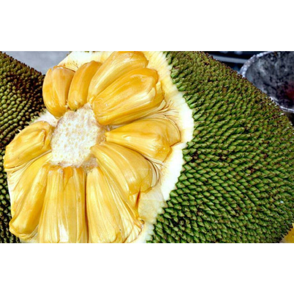 Bibit Nangka J33