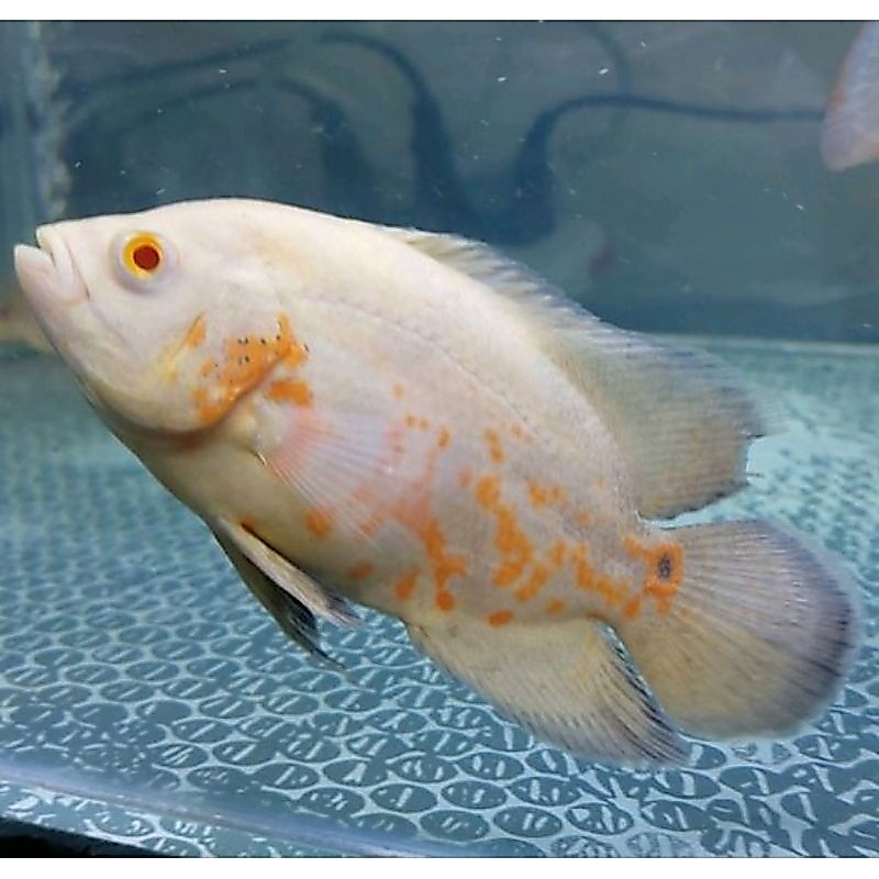 Oscar size 10-12cm..cichlid ikan hias/dekorasi/hiasan/stiker akuariuam.