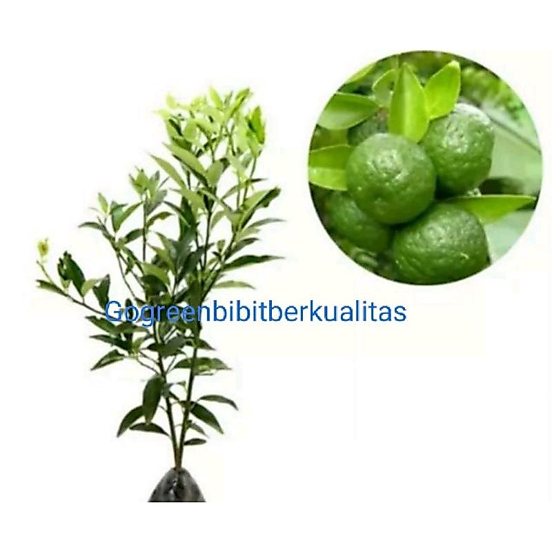 Bibit Jeruk Limau/Bibit Jeruk Limau Sambal untuk Masakan