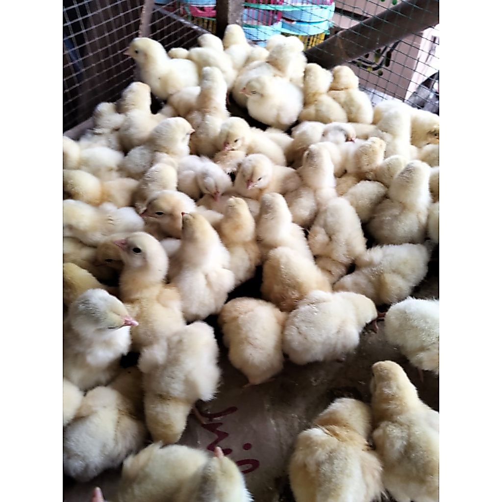 ayam boiler bibit ayam boiler potong boiler asli pedaging doc boiler