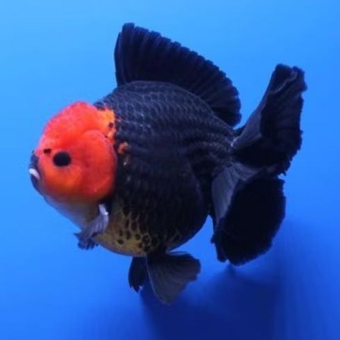 ikan koki oranda tancho short tail gemoy 9-11cm