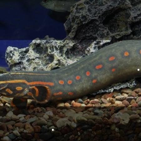 Ready ikan sili api fire eel 35-45 cm - 35-40 cm