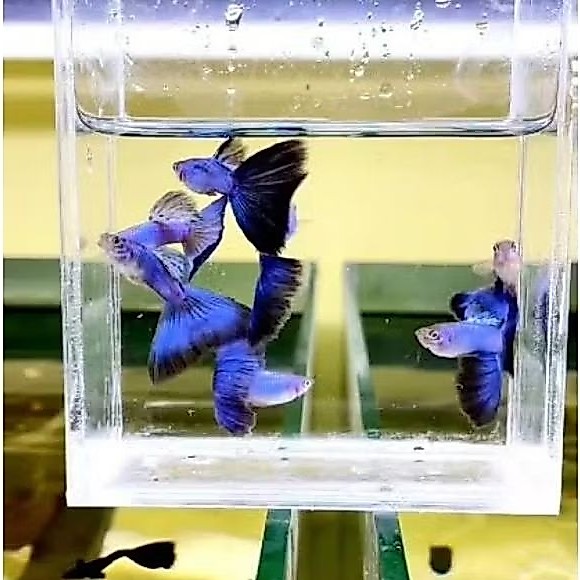 Singa blue tail isi 3 ekor