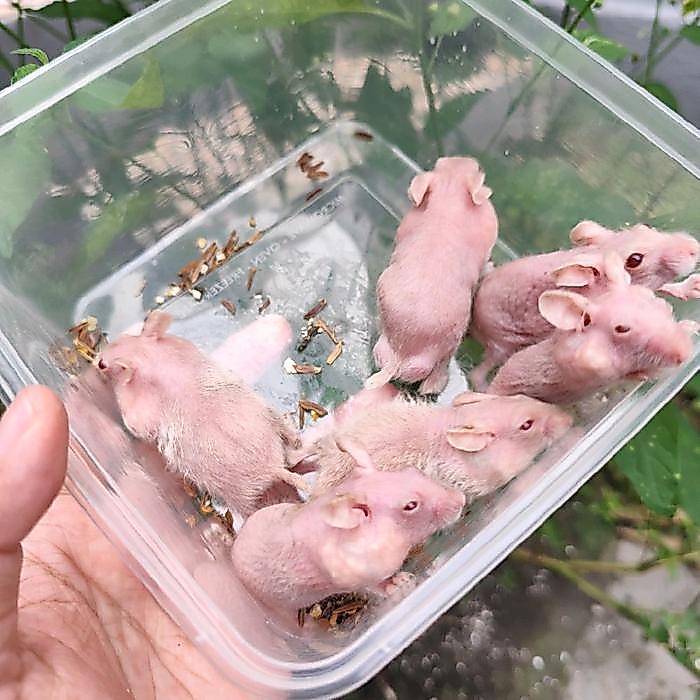 HAMSTER CAMPBELL HAIRLESS