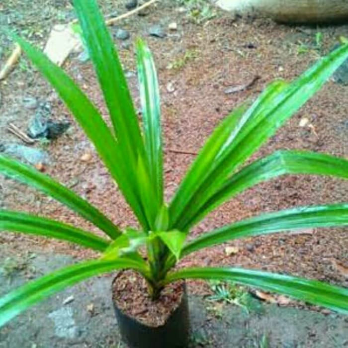 Bibit Tanaman daun pandan wangi Termural terlaris