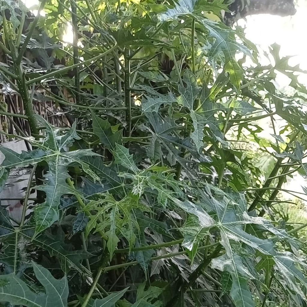 

daun pepaya jepang segar fresh petik pohon, bonus daun jeruk purut