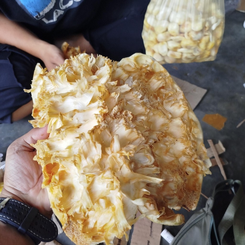 

Termurah kulit mandai cempedak segar