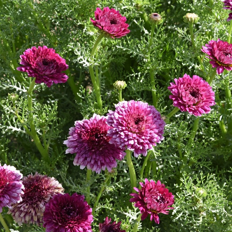 Amefurashi 100 Bibit / Benih Bunga Krisan Mix Color