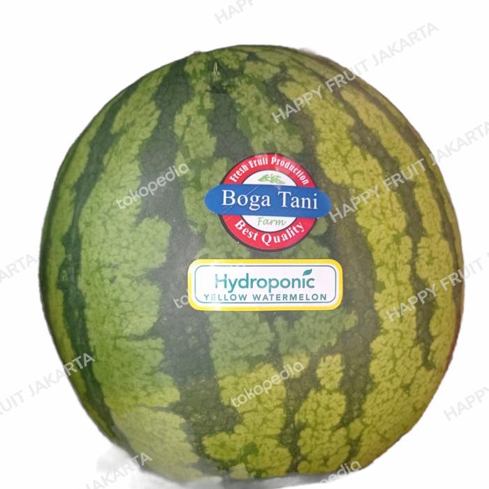 

Semangka kuning yellow watermelon golden seedles / pics