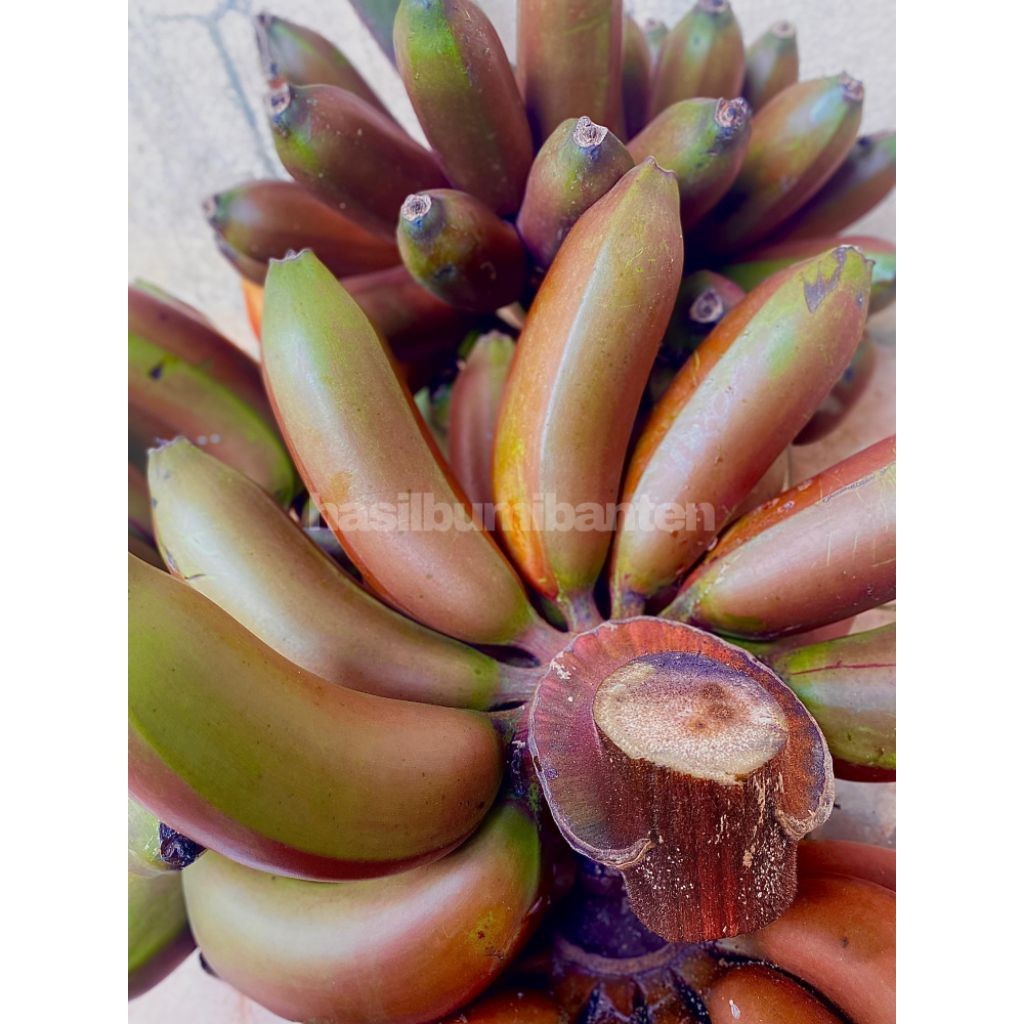 

PISANG UDANG MERAH 1 SISIR BERAT 1KG FRESH