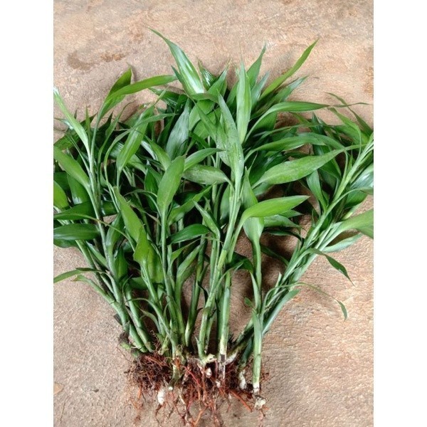 Bisa cod BAMBU HOKI SUDAH BERAKAR TINGGI 38-57 CM SPL