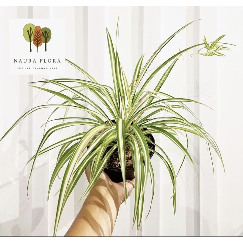 Tanaman spider plant - pohon spider plant
