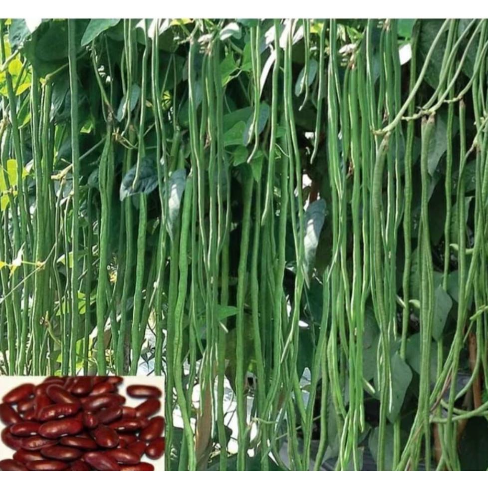RBP Benih Bibit Kacang Panjang Unggul