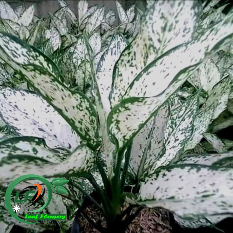 (BISA COD) PROMO Aglonema snow white - tanaman hias aglonema snow white