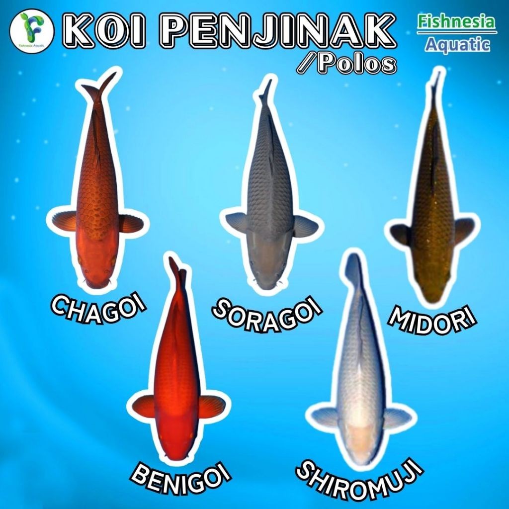 Hiasan  Koi Blitar Ogon Slayer / Kuning Slayer / Gold Slayer Grade A Size L 10-15 Cm