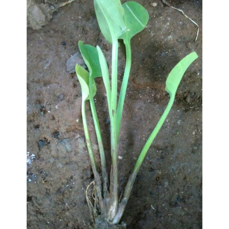 Bibit genjer gendot eceng sayur siap tanam