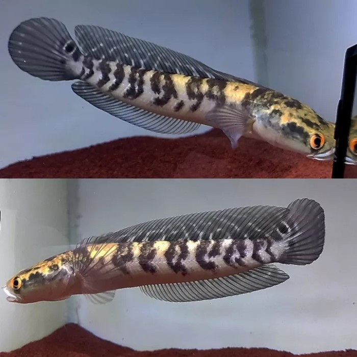 hobi arstistik CHANNA MARU YS YELLOW SENTARUM JUMBO BAHAN KONTES