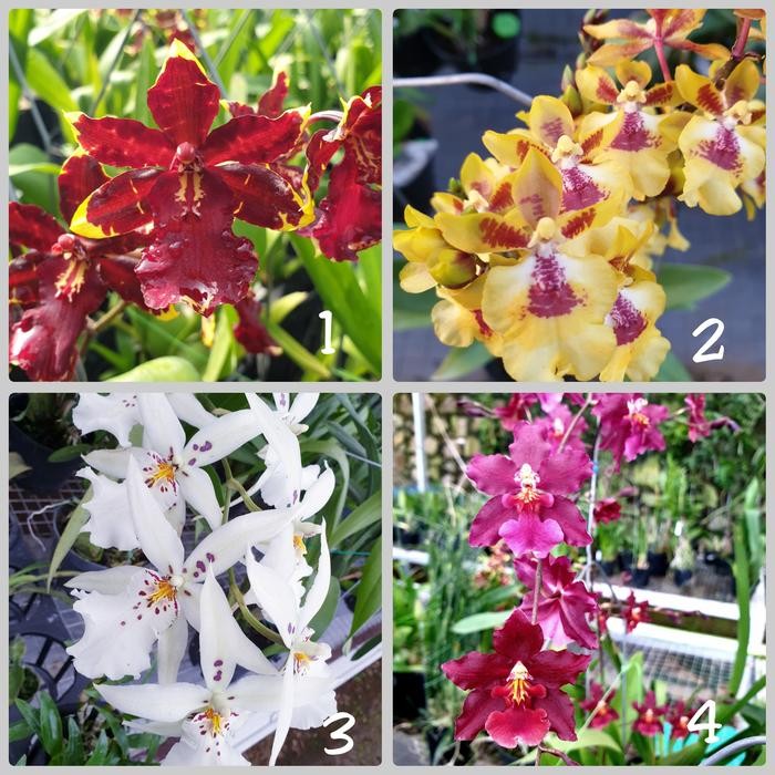 (BISA COD) Paket 2 jenis anggrek oncidium dewasa