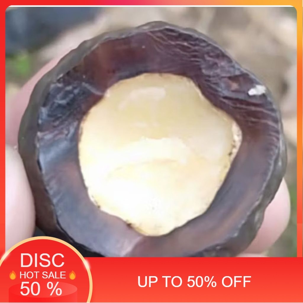 Muncang Adu Jenis Yanti Batok Tebal Beli 3 Bonus 1