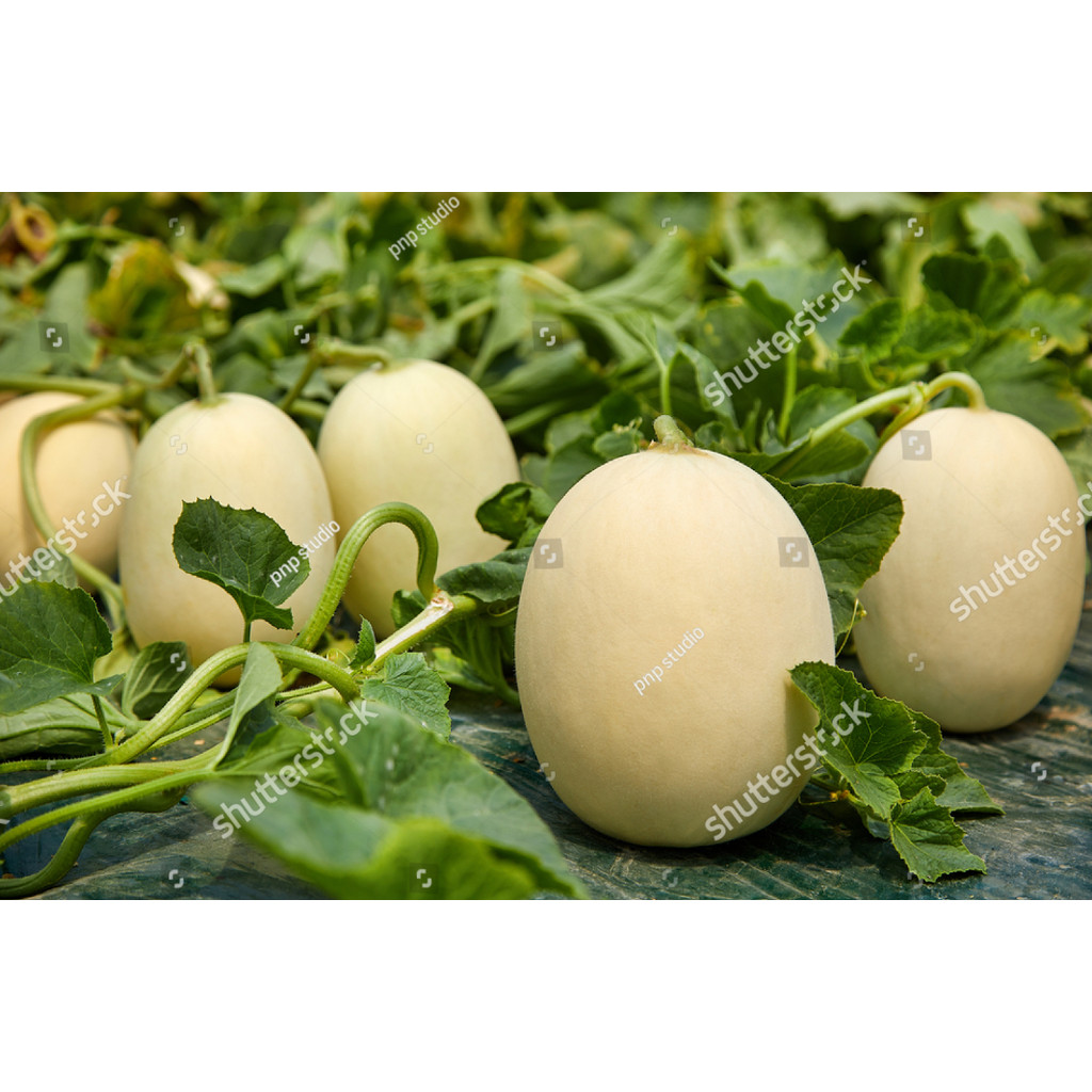 NEW Bibit Benih Buah Melon Madu Putih