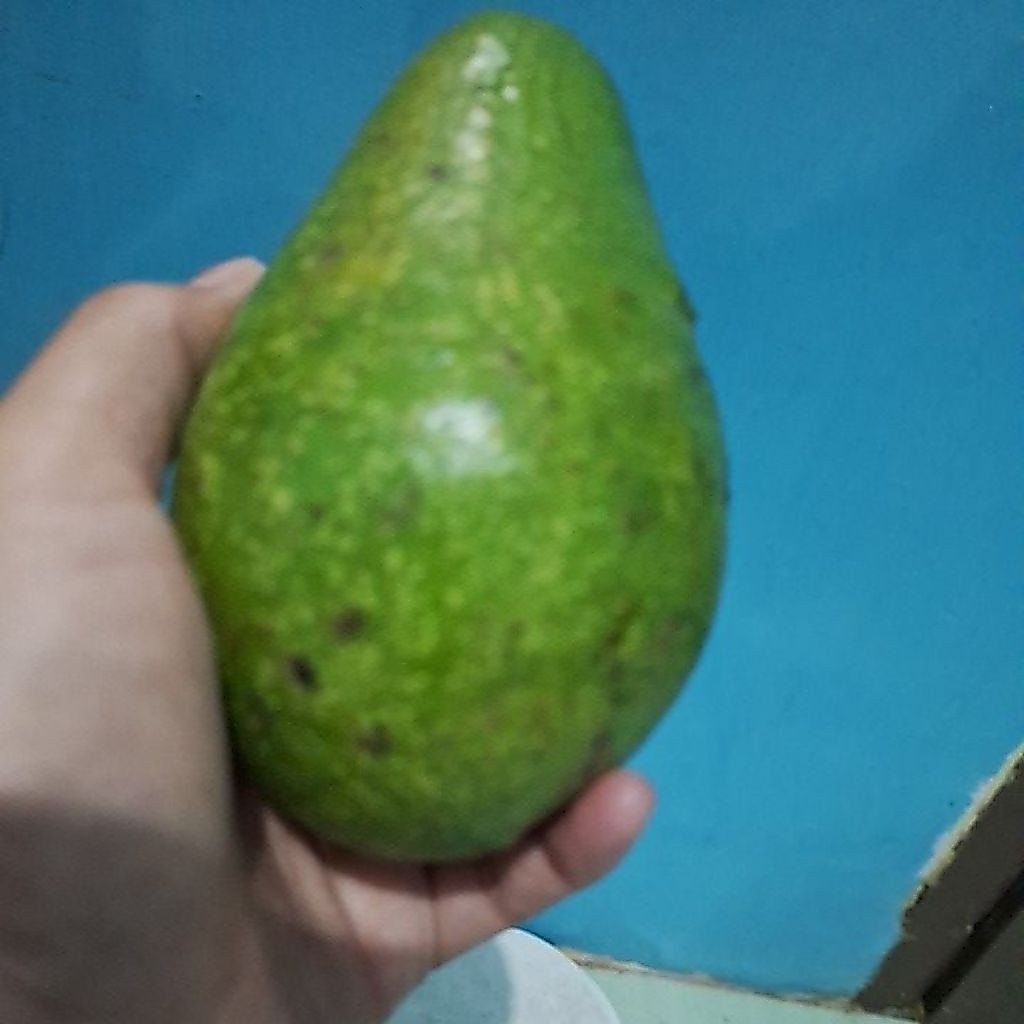 Alpukat 2kg isi 8-10
