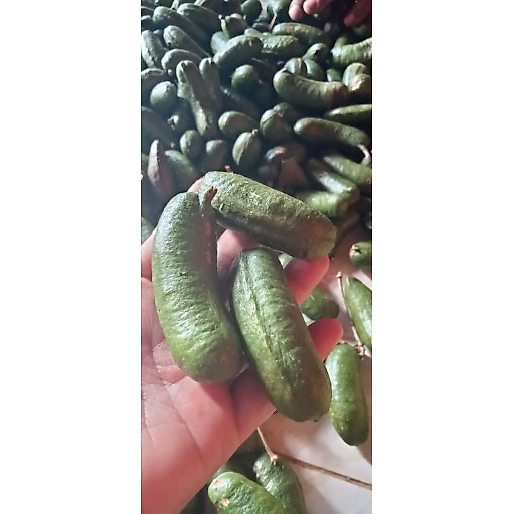 jaling kabau fresh Murah 1kg jaling kabau lalapan crunchy/Renyah,jaling kabau lampung sumatra.