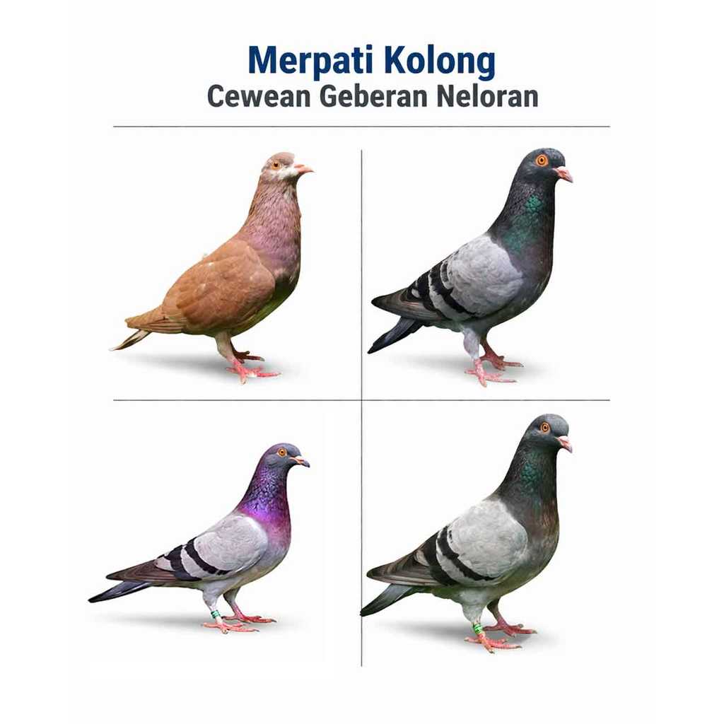 Merpati Betina Cewean Geberan