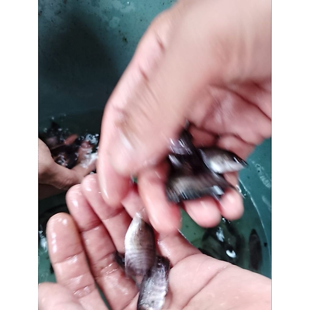Bibit Ikan Gurame Soang Ukuran Jempol 20 ekor