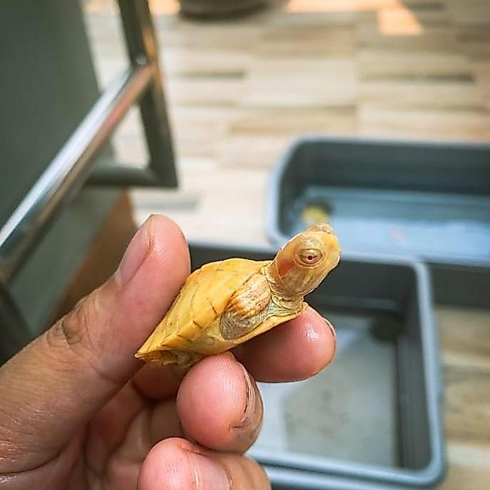 Kura Kura Brazil RES Kura Air Albino Resbino