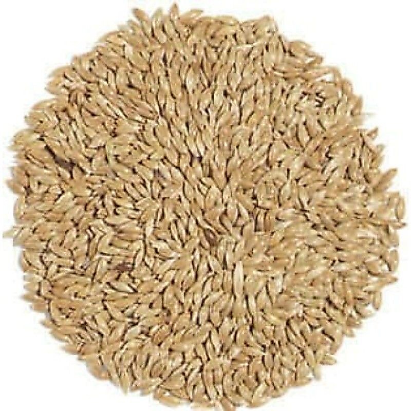 Biji rumput akar wangi vertiver akar wangi 1kg