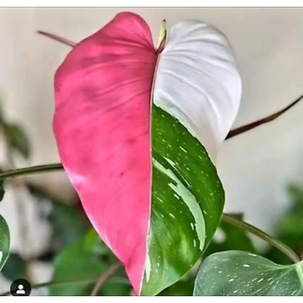 promo sale bonggol monster varigata ping white bonggol monstera asli termurah dan terlalris