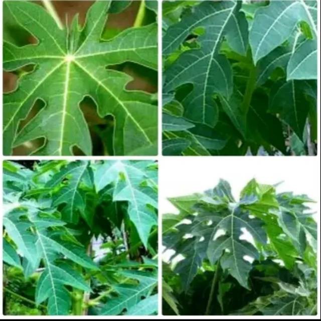 

HalimunHerbal Daun Pepaya Segar 300 gram Murah