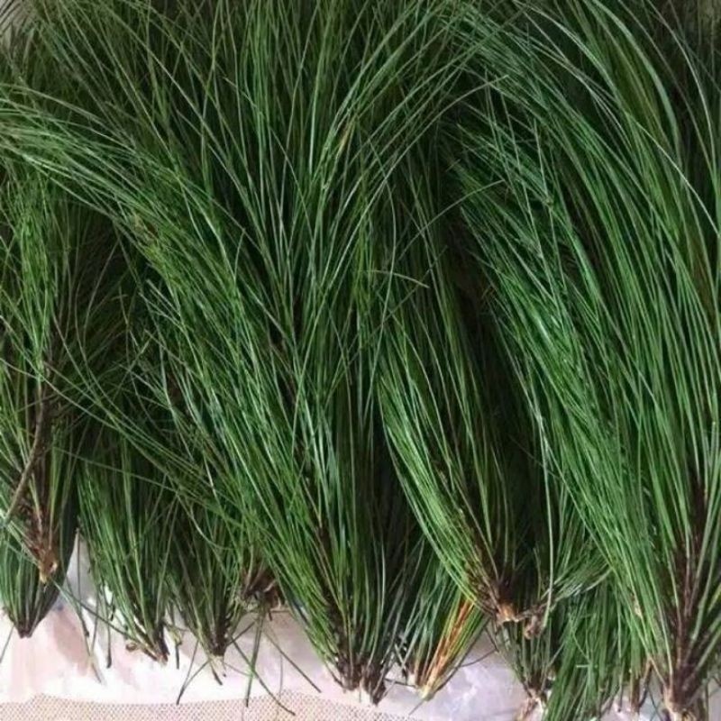 

Daun pinus segar fres murah banyak manpaat nya 500 gram