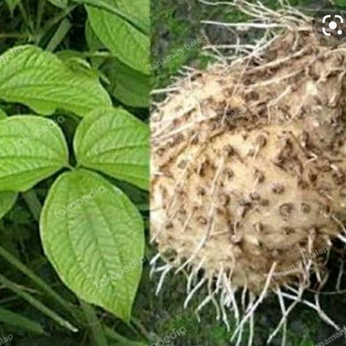 Umbi gadung 1kg [gratis ongkir]