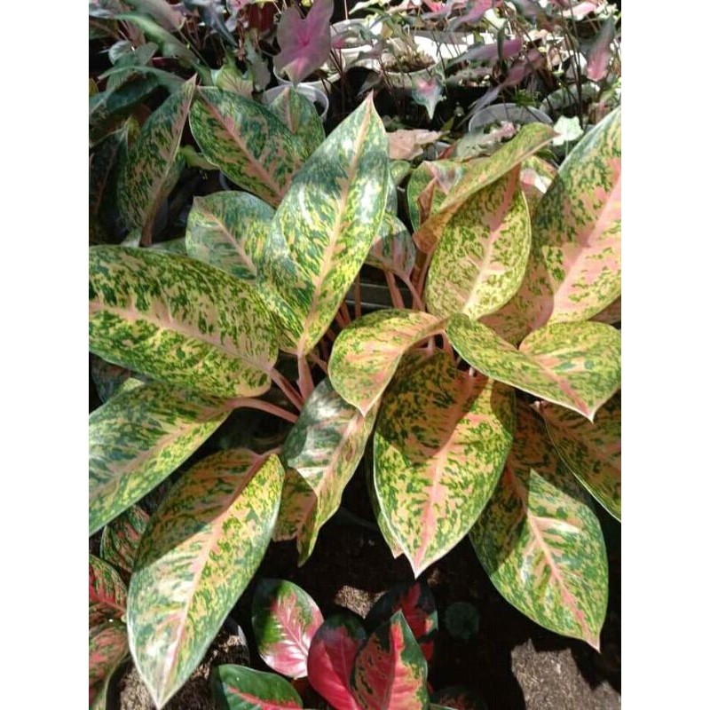 Tanaman aglonema bigroy Lestari Alamku