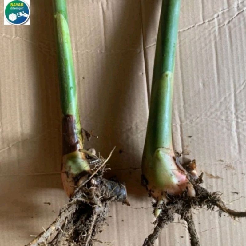 Bibit Tunas Bonggol Kecombrang Hijau/Bibit Honje, combrang hijau