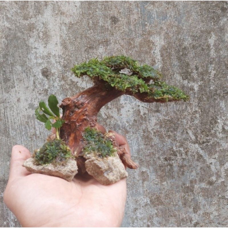 Bonsai Mini Aquascape Soliter Akar Rasamala Lavarock