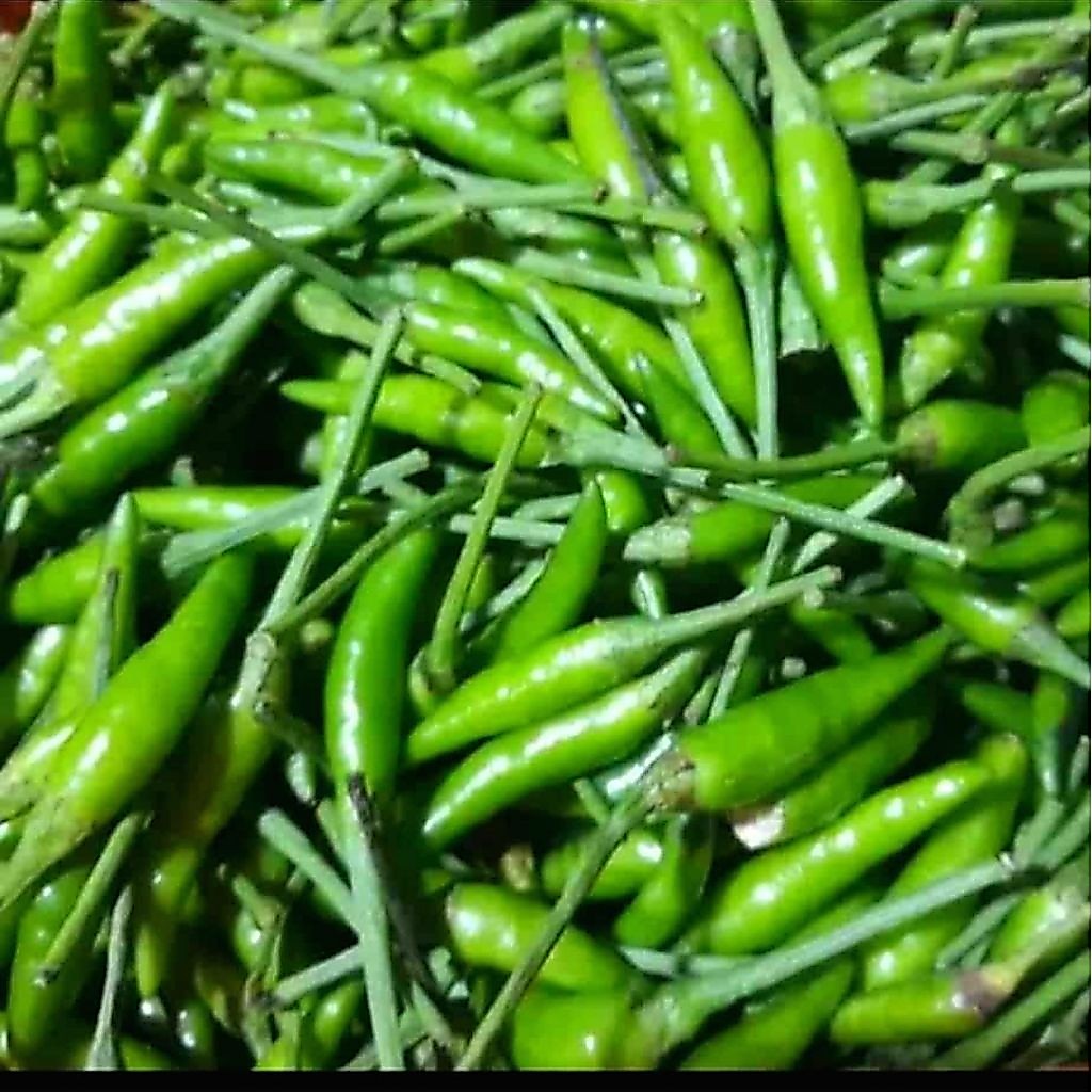 cabe rawit caplak
