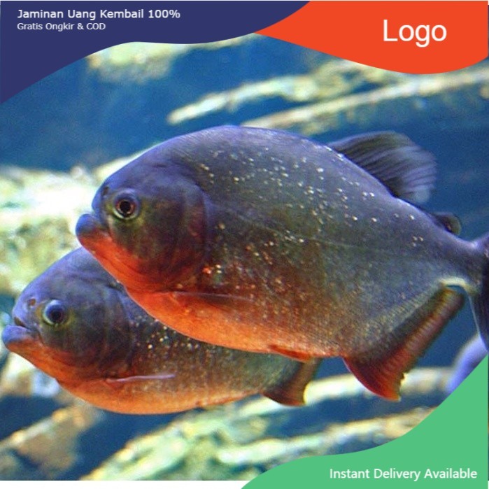 (BANDUNG) IKAN PIRANHA RBP IKAN PREDATOR