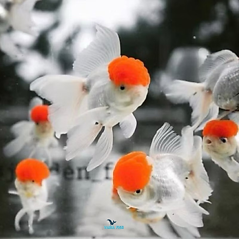 KOKI ORANDA RED CUP GRADE A ( PAKET SEPASANG )  10-13 CM