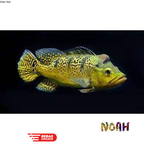 Pbass Peacok Bass Pbass Kalberi Mono Azul - Etalase