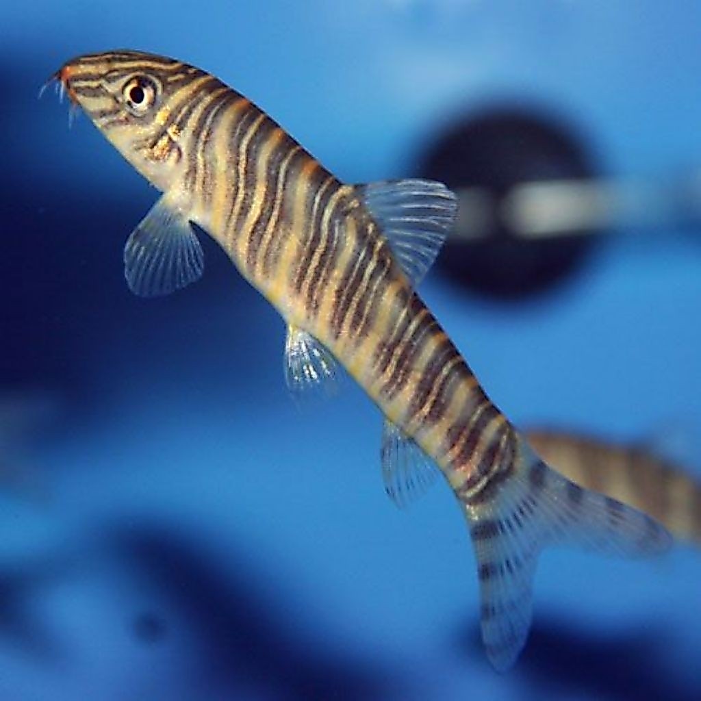 Botia Green 5cm - Ikan Pembersih Aquascape